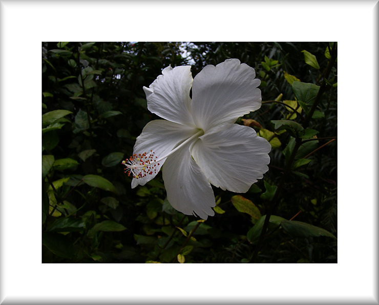 Hibiskus