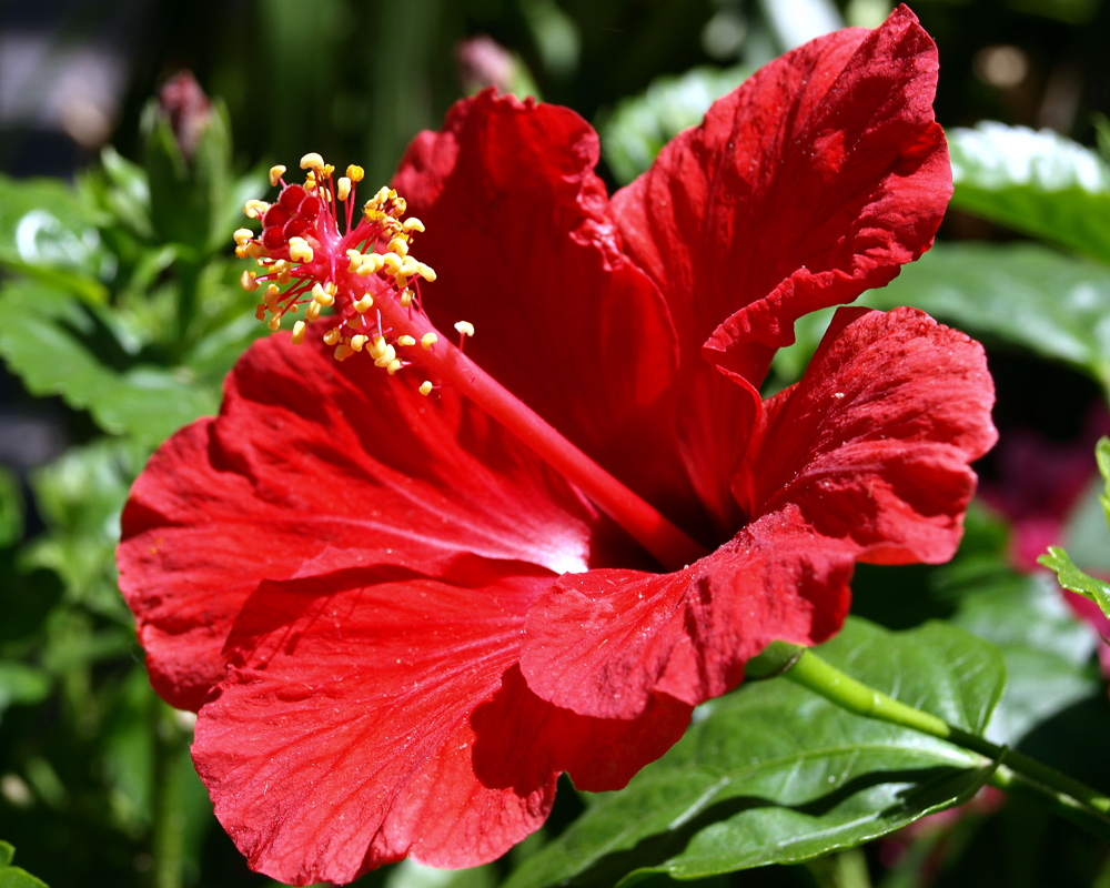 Hibiskus