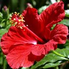 Hibiskus