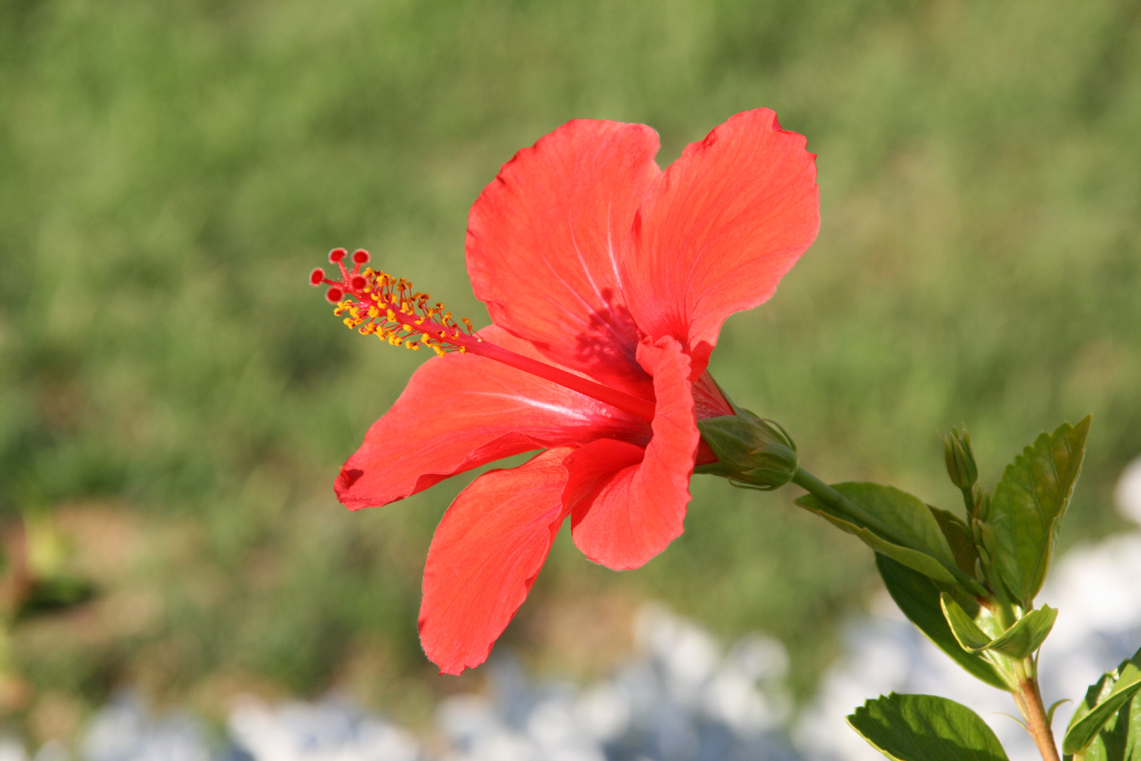 Hibiskus