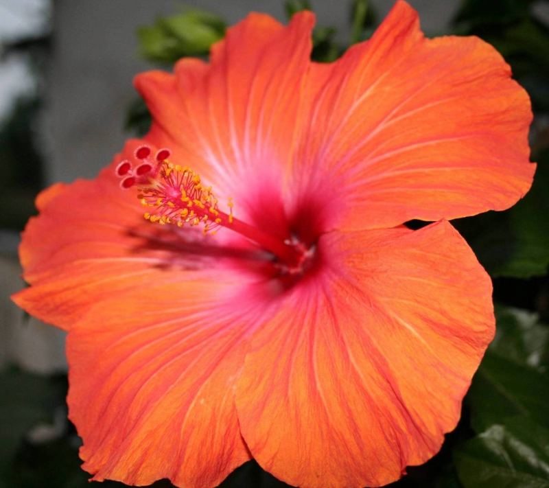 Hibiskus