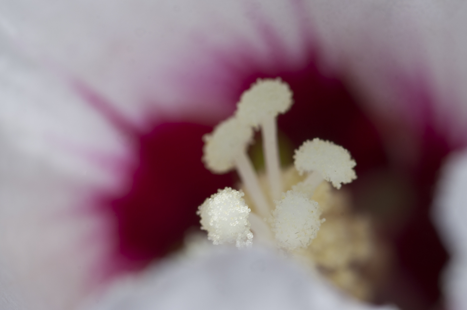 Hibiskus