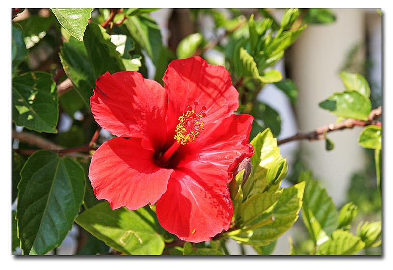 Hibiskus