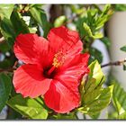 Hibiskus