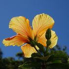 Hibiskus