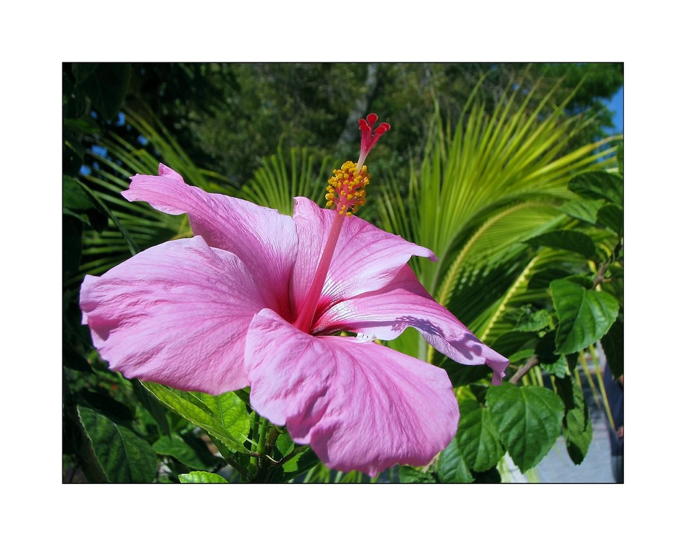 Hibiskus