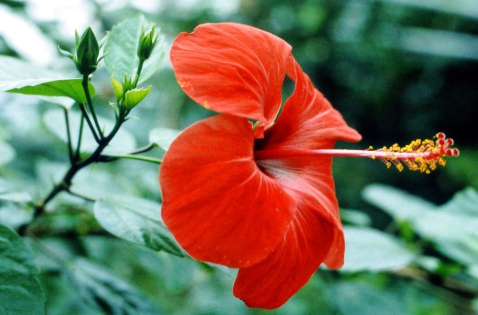 Hibiskus