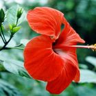 Hibiskus