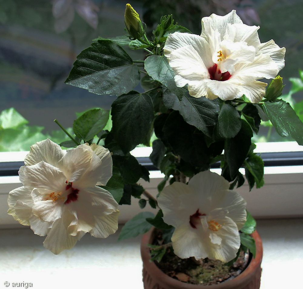 Hibiskus