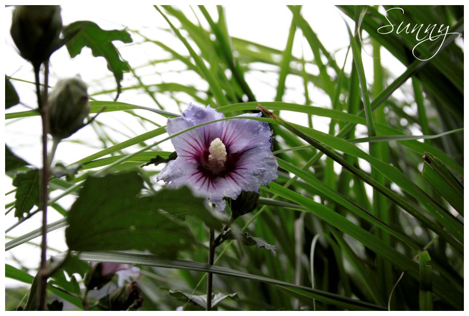 Hibiskus