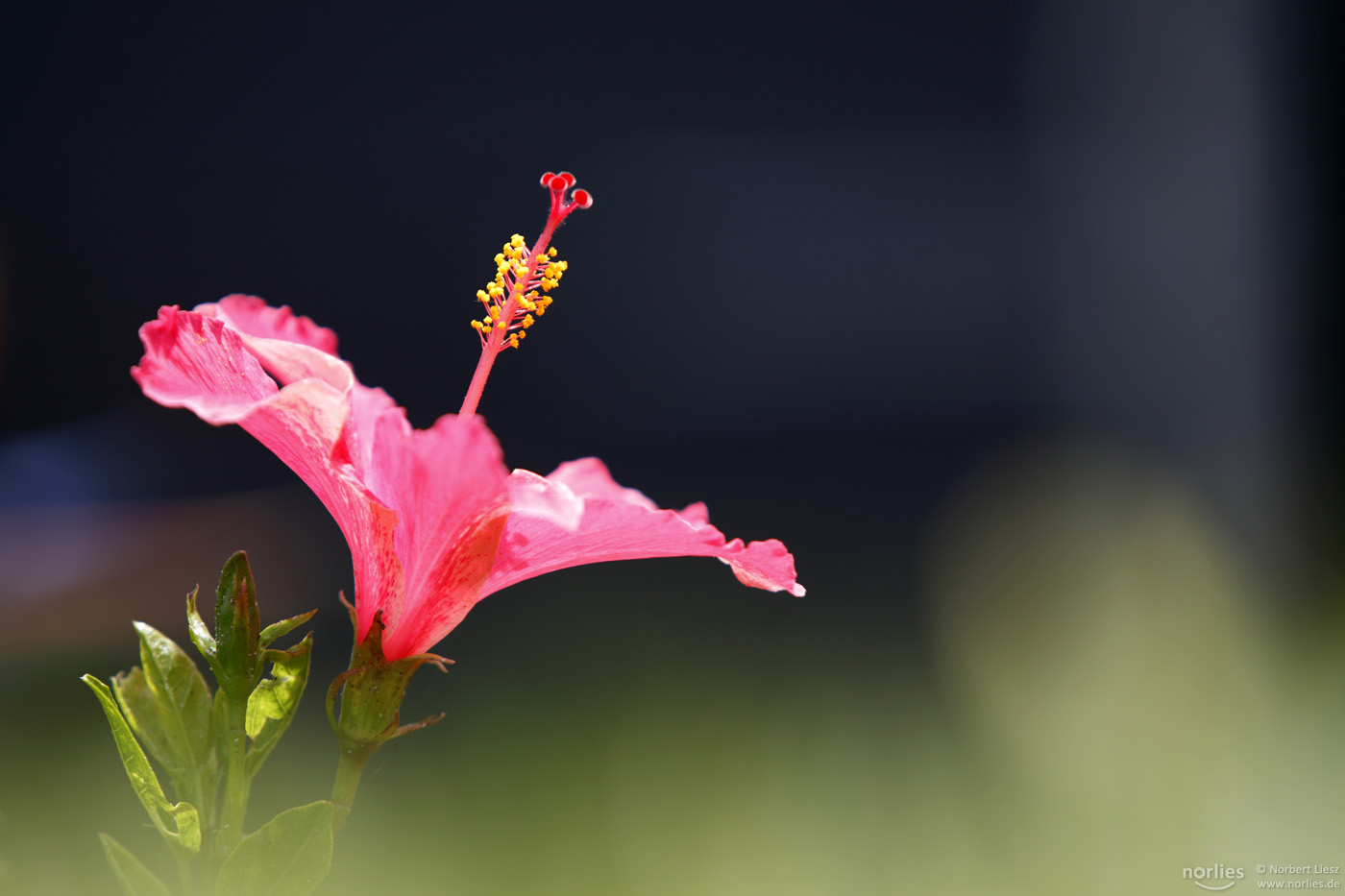 Hibiskus