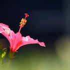 Hibiskus