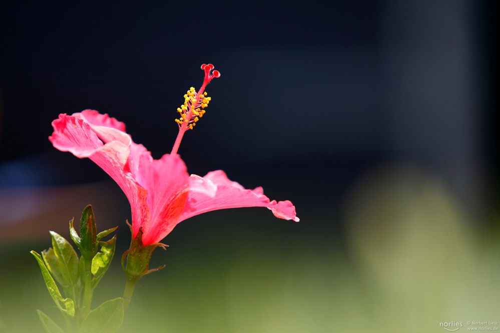 Hibiskus