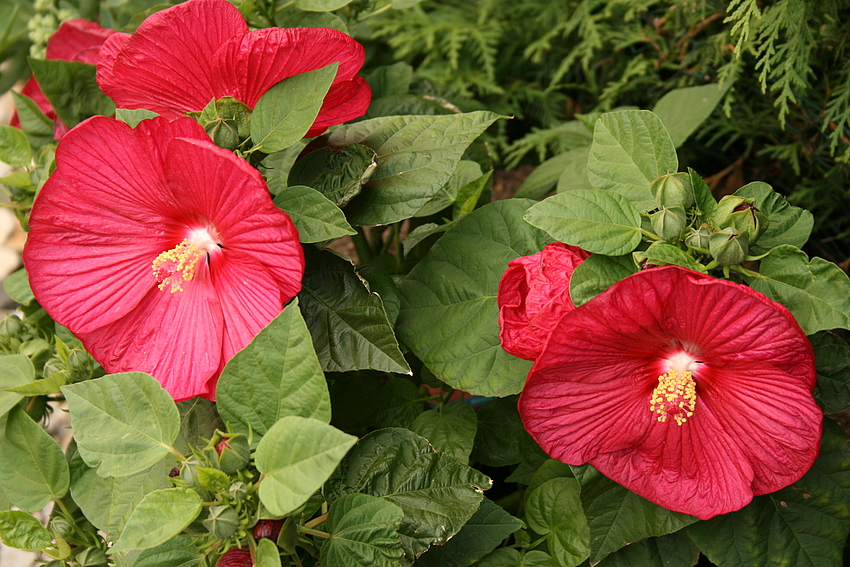 Hibiskus