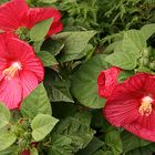 Hibiskus