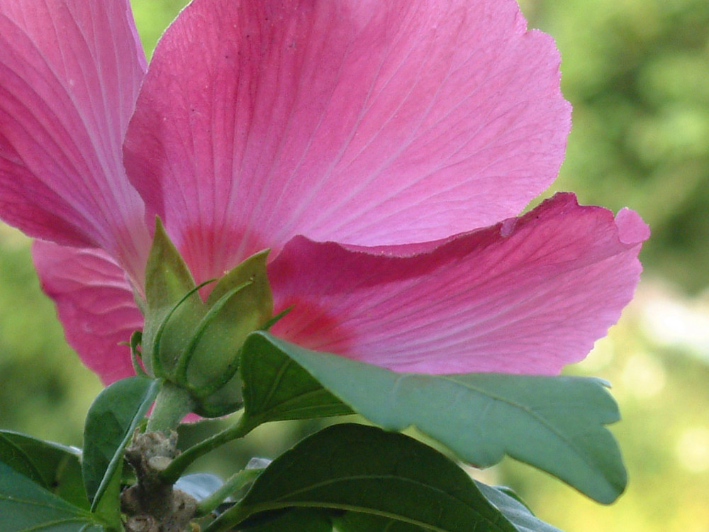 Hibiskus