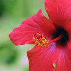 Hibiskus