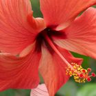 Hibiskus