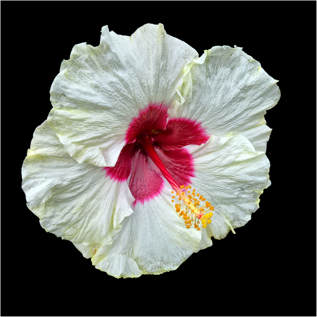 Hibiskus