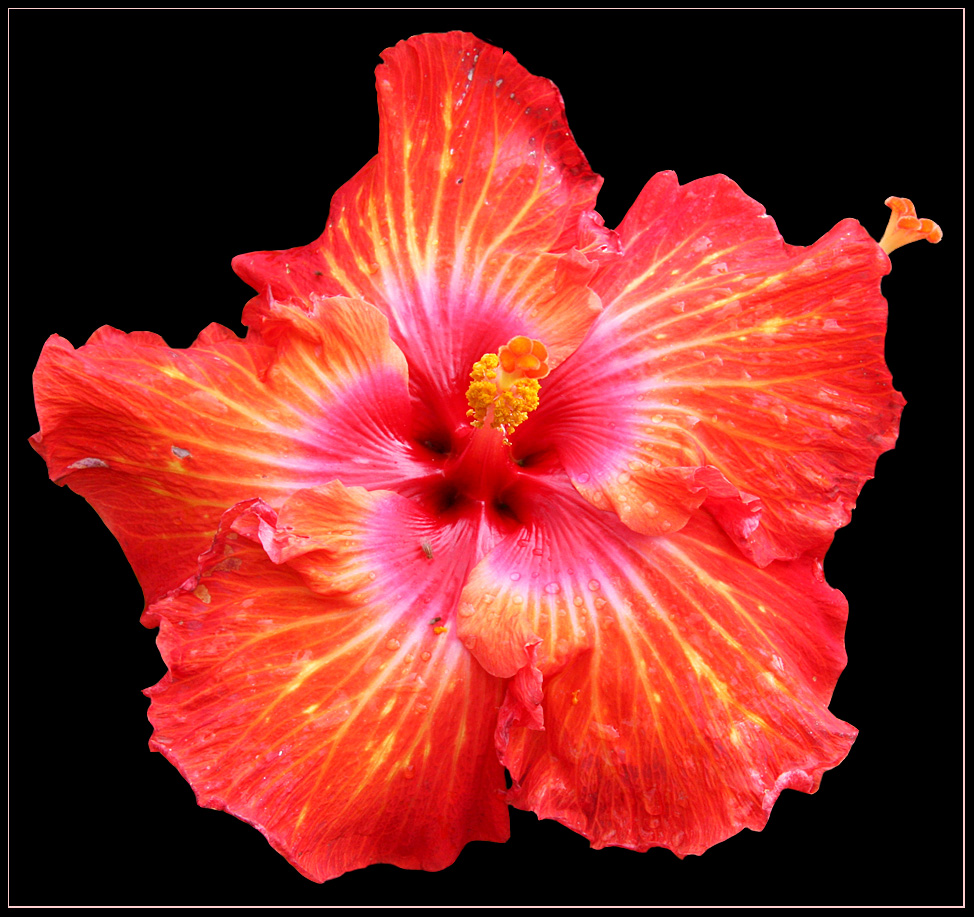 Hibiskus