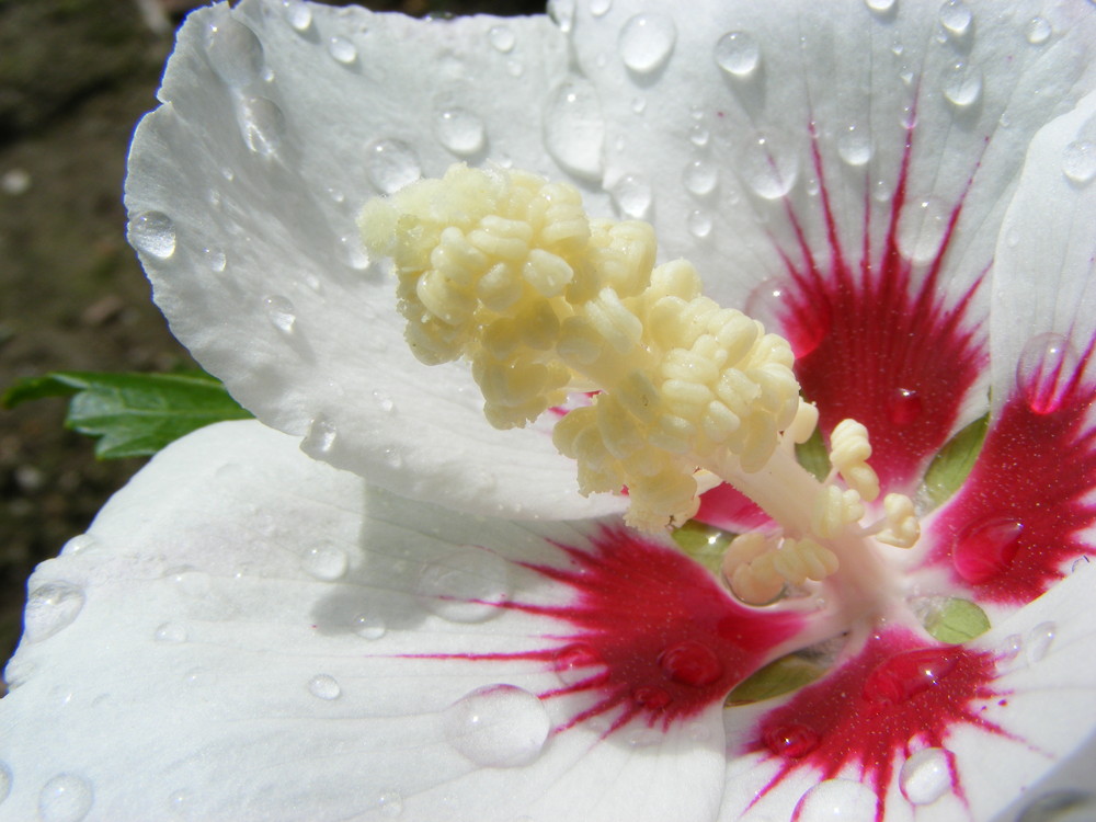 Hibiskus