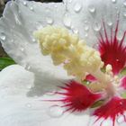 Hibiskus