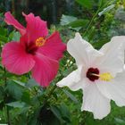 Hibiskus