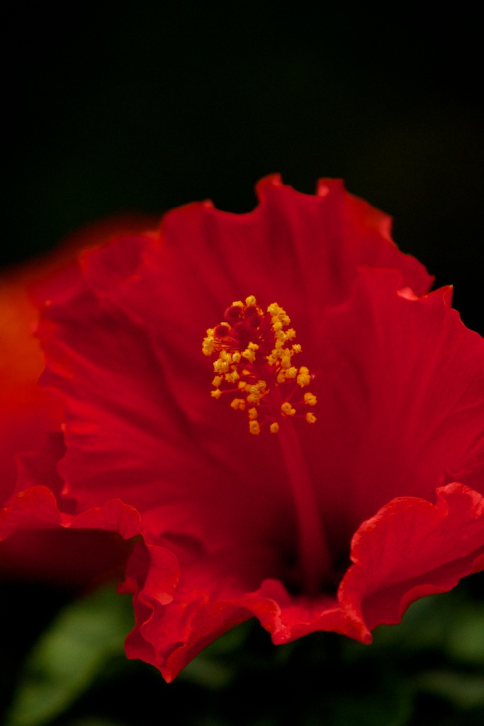 Hibiskus