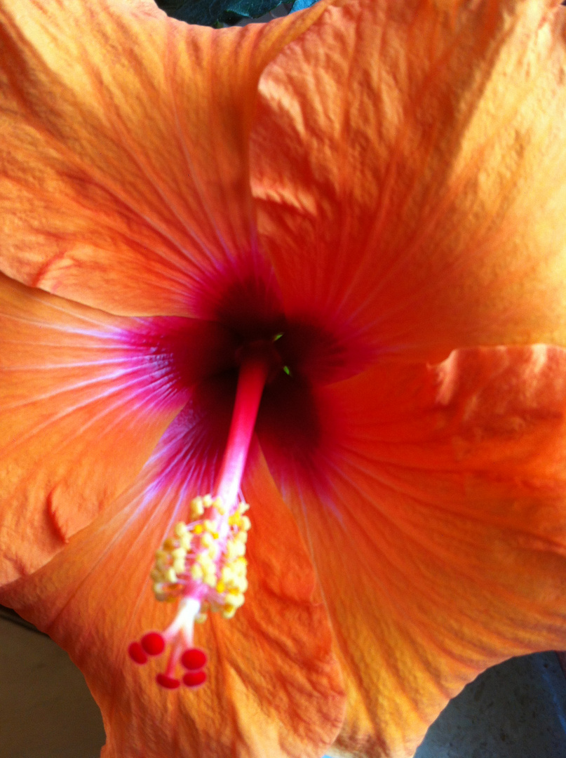 Hibiskus