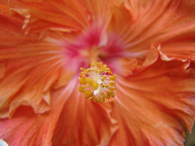 Hibiskus