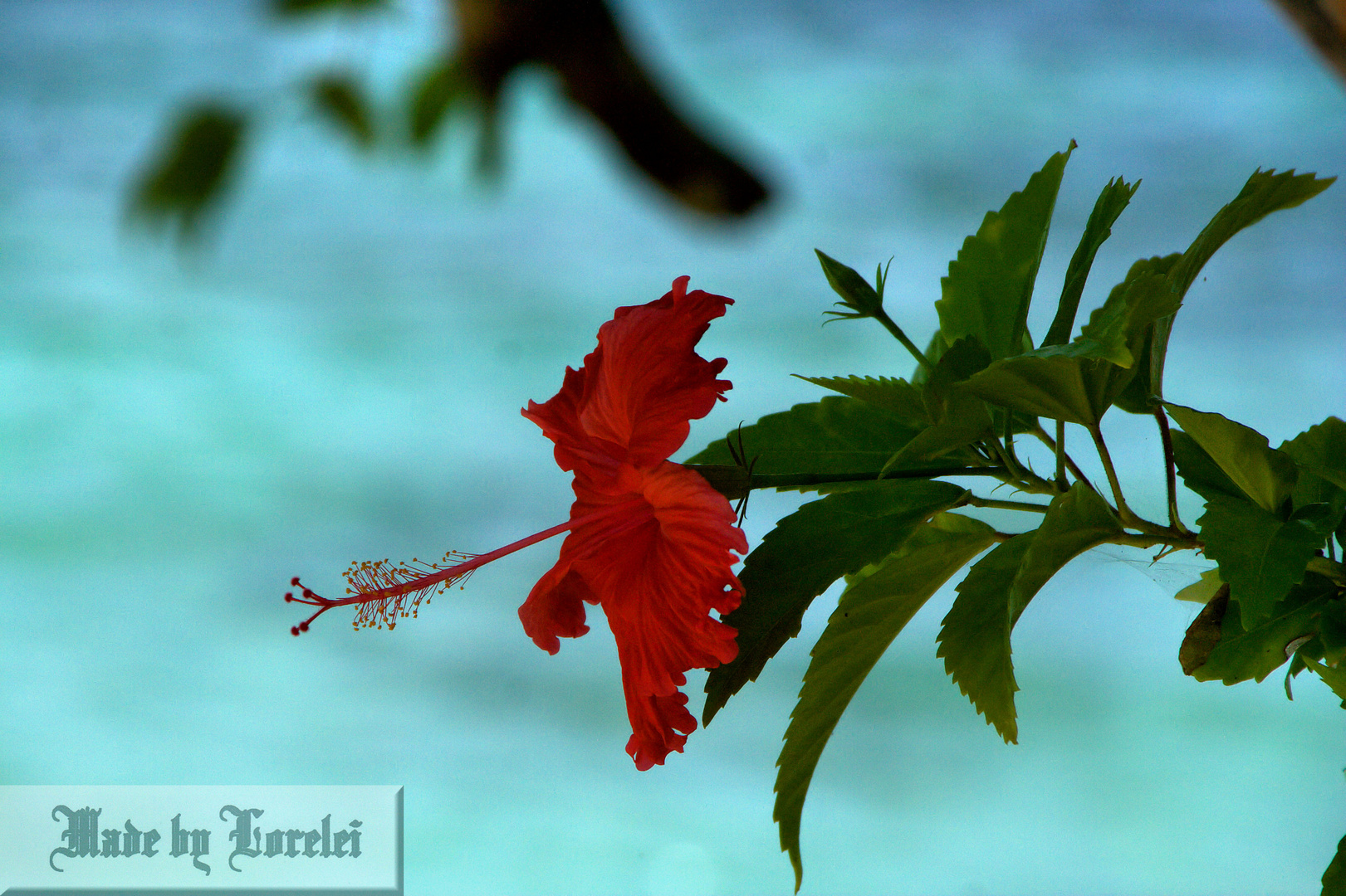 hibiskus