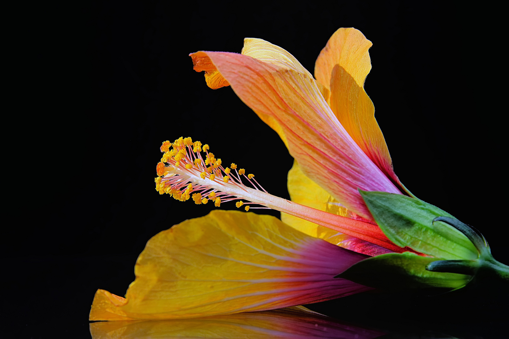 Hibiskus