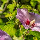 Hibiskus 