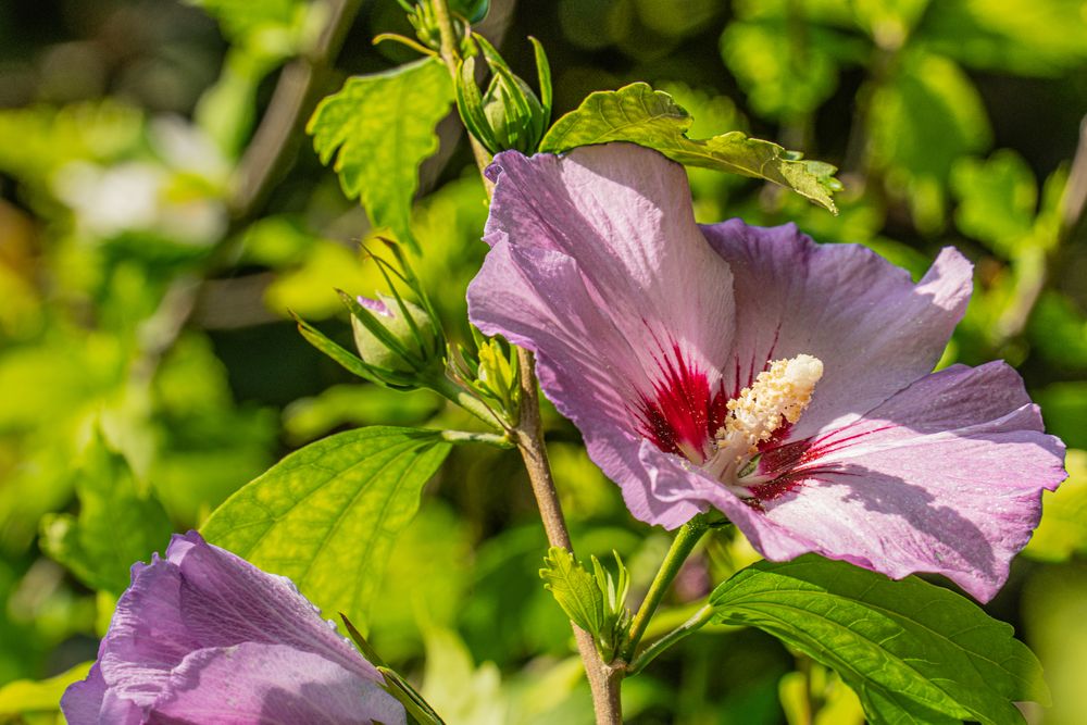 Hibiskus 