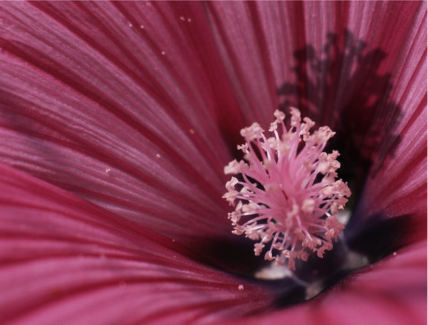 Hibiskus...