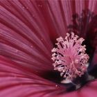 Hibiskus...