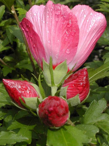 Hibiskus