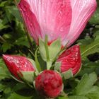 Hibiskus