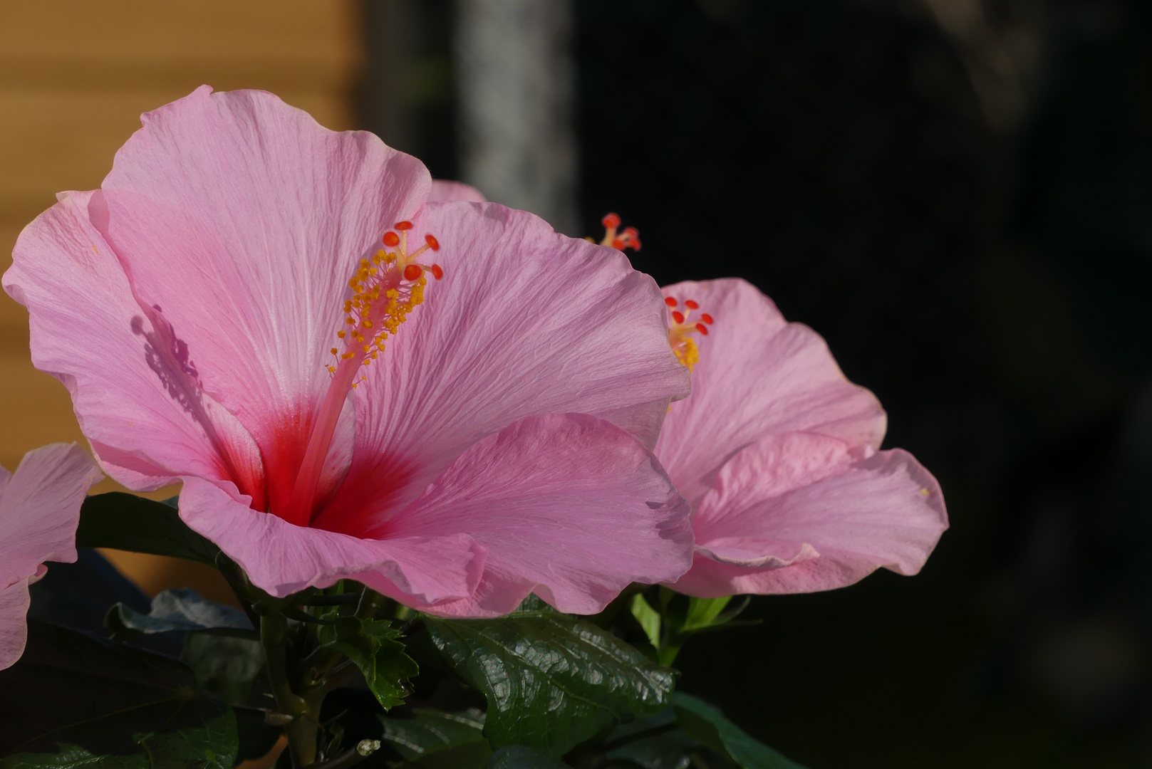 Hibiskus