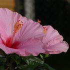 Hibiskus