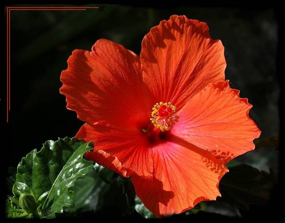 Hibiskus