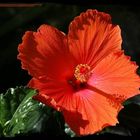 Hibiskus