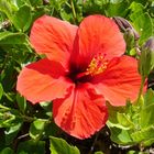 Hibiskus