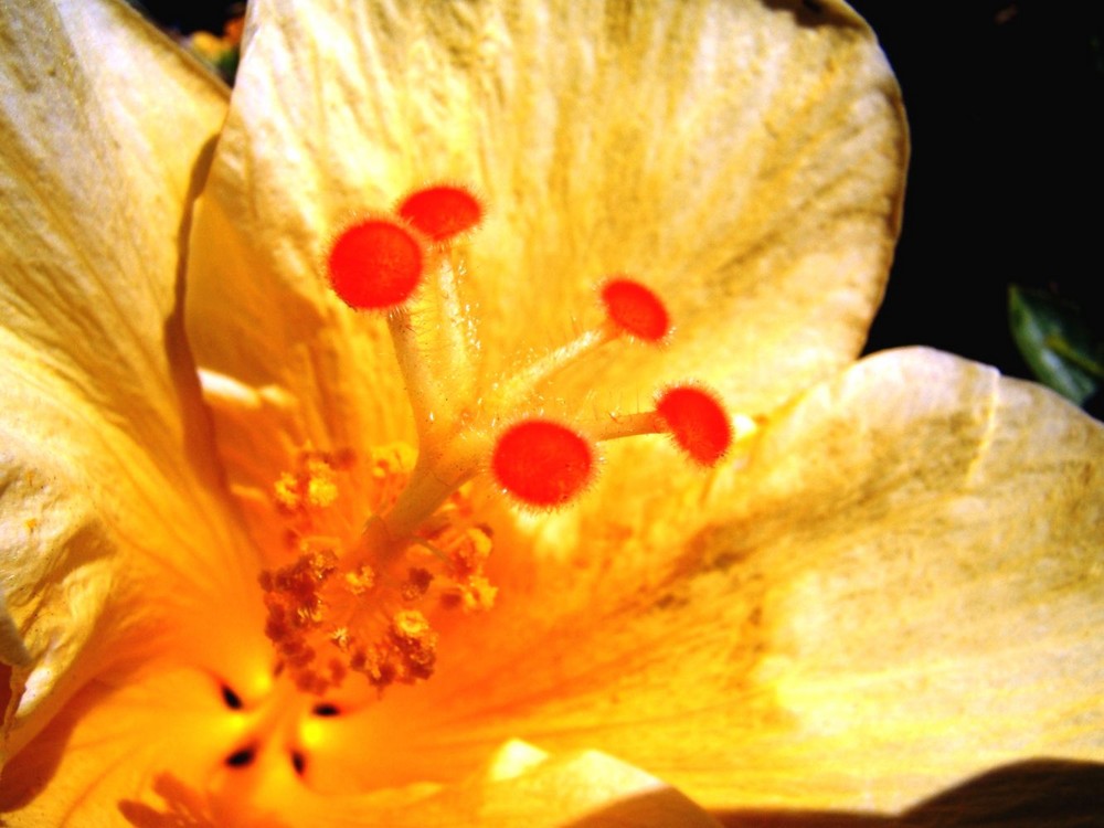 Hibiskus