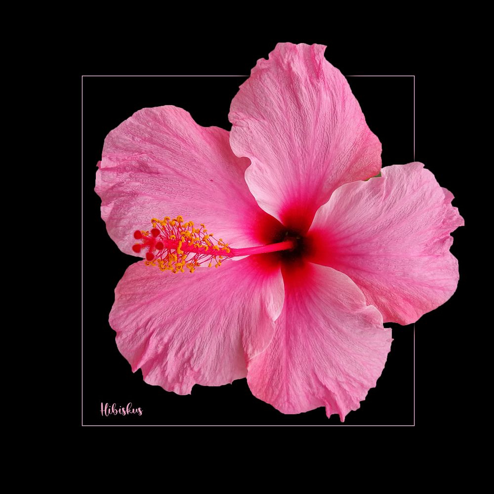 HIBISKUS