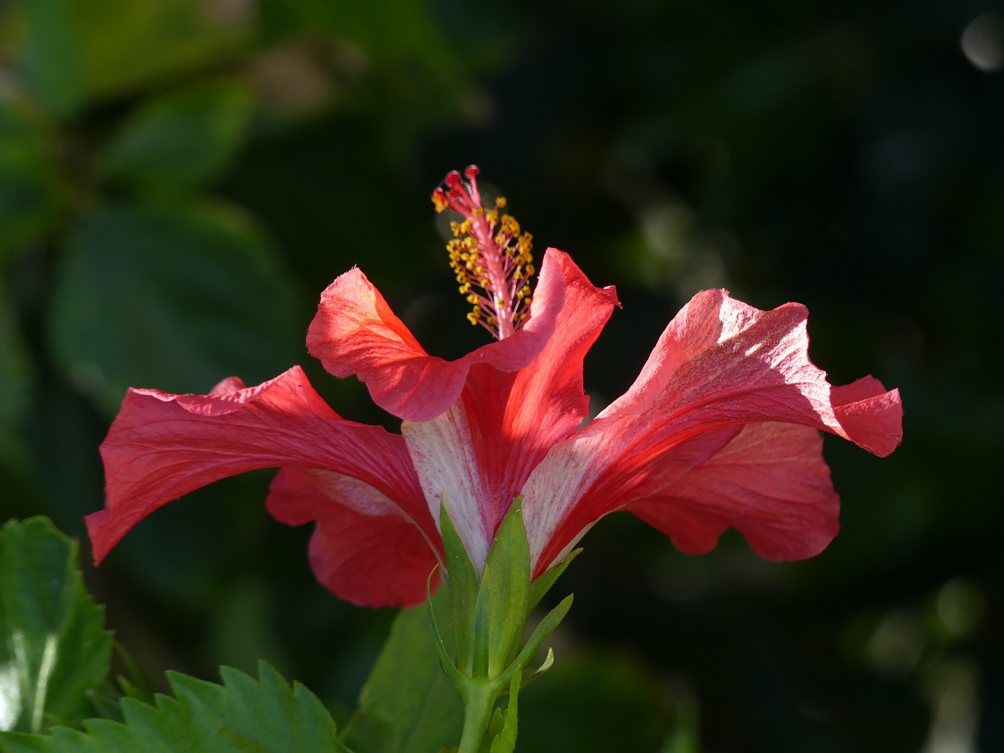 Hibiskus