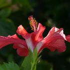 Hibiskus