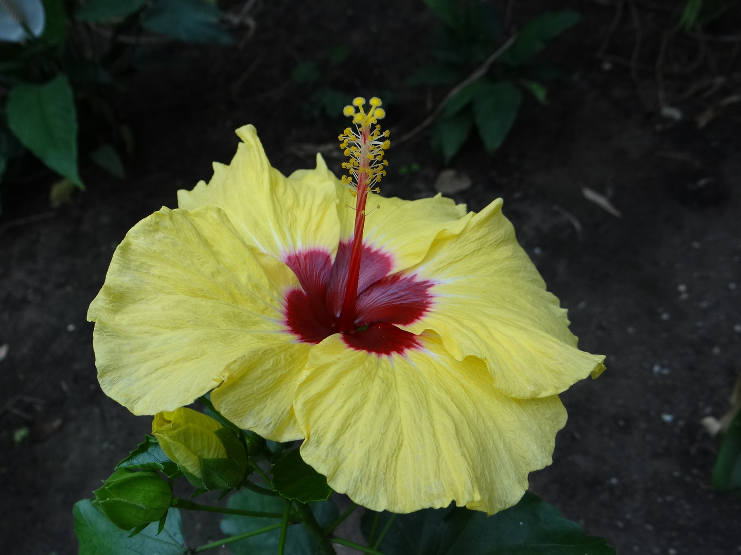 Hibiskus