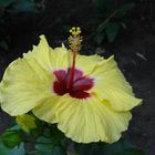 Hibiskus