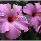 Hibiskus